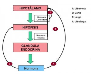 Tratamiento de trastornos hormonales en clínica Santomera Murcia